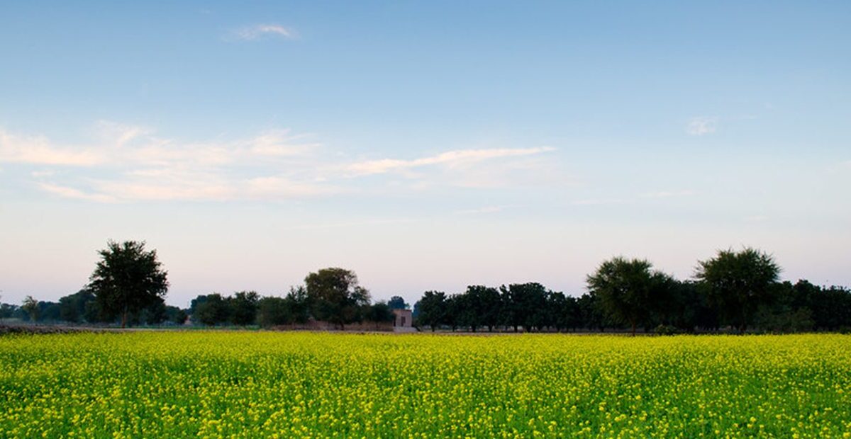 Lush Green Fields, Jhang