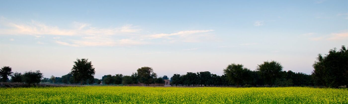 Lush Green Fields, Jhang