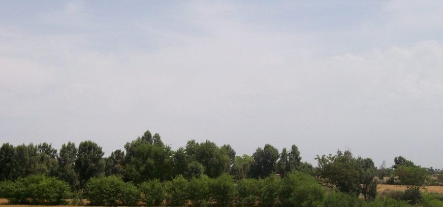 Wheat Fields In Thal