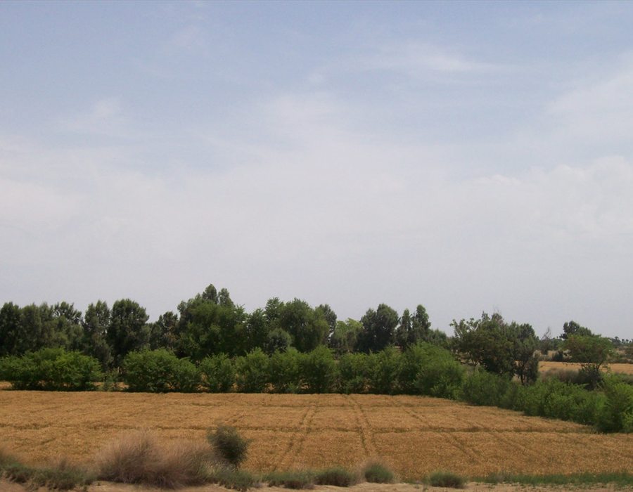 Wheat Fields In Thal